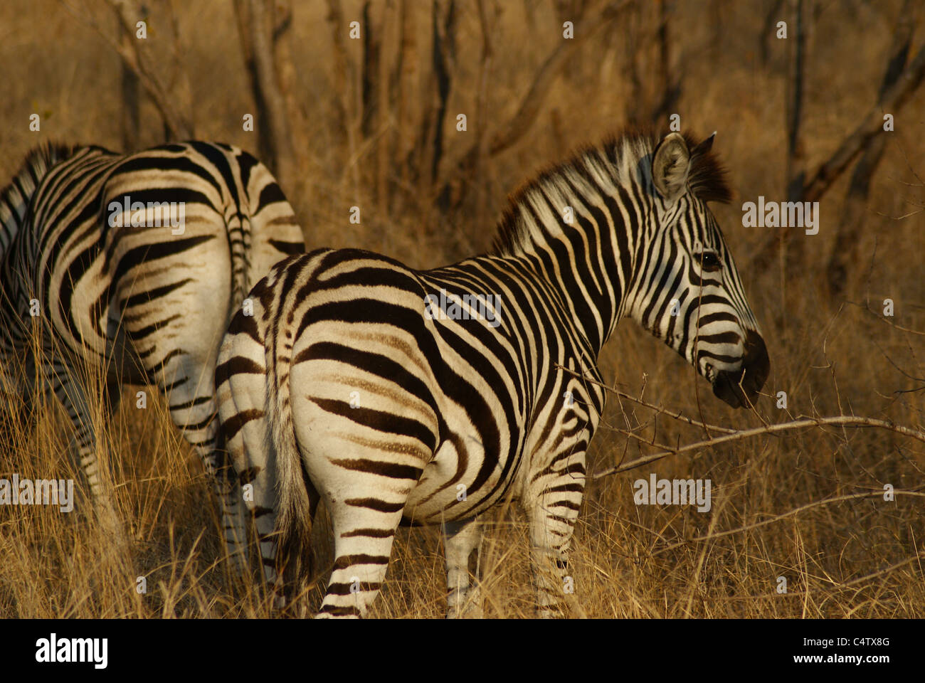 Zebra nel Parco di Kruger, Sud Africa Foto Stock