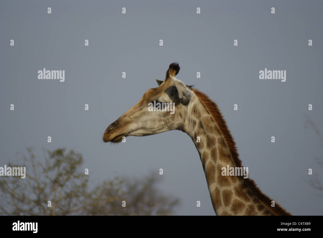 La giraffa nel Parco Nazionale di Kruger, Sud Africa Foto Stock