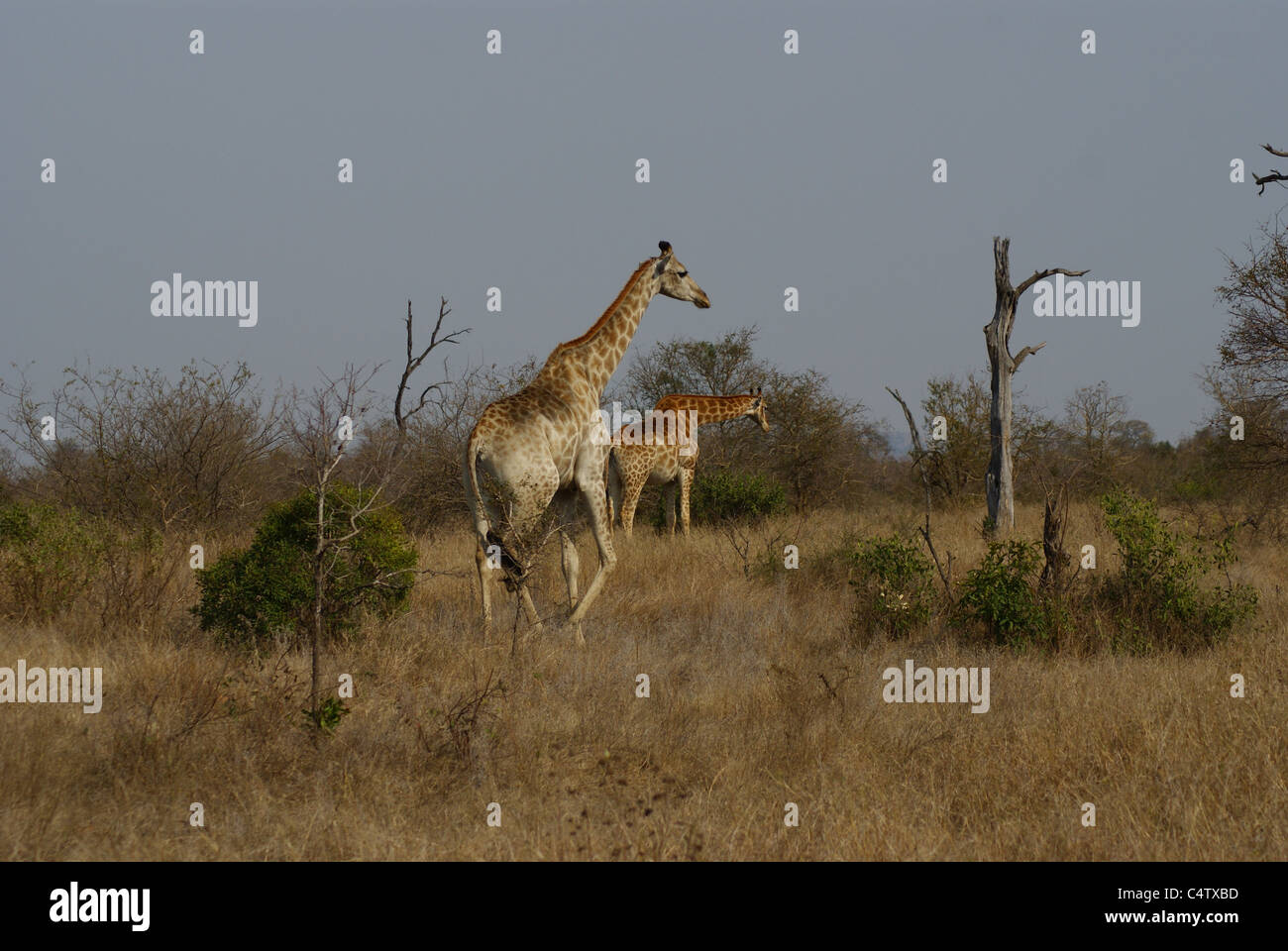 La giraffa nel Parco Nazionale di Kruger, Sud Africa Foto Stock