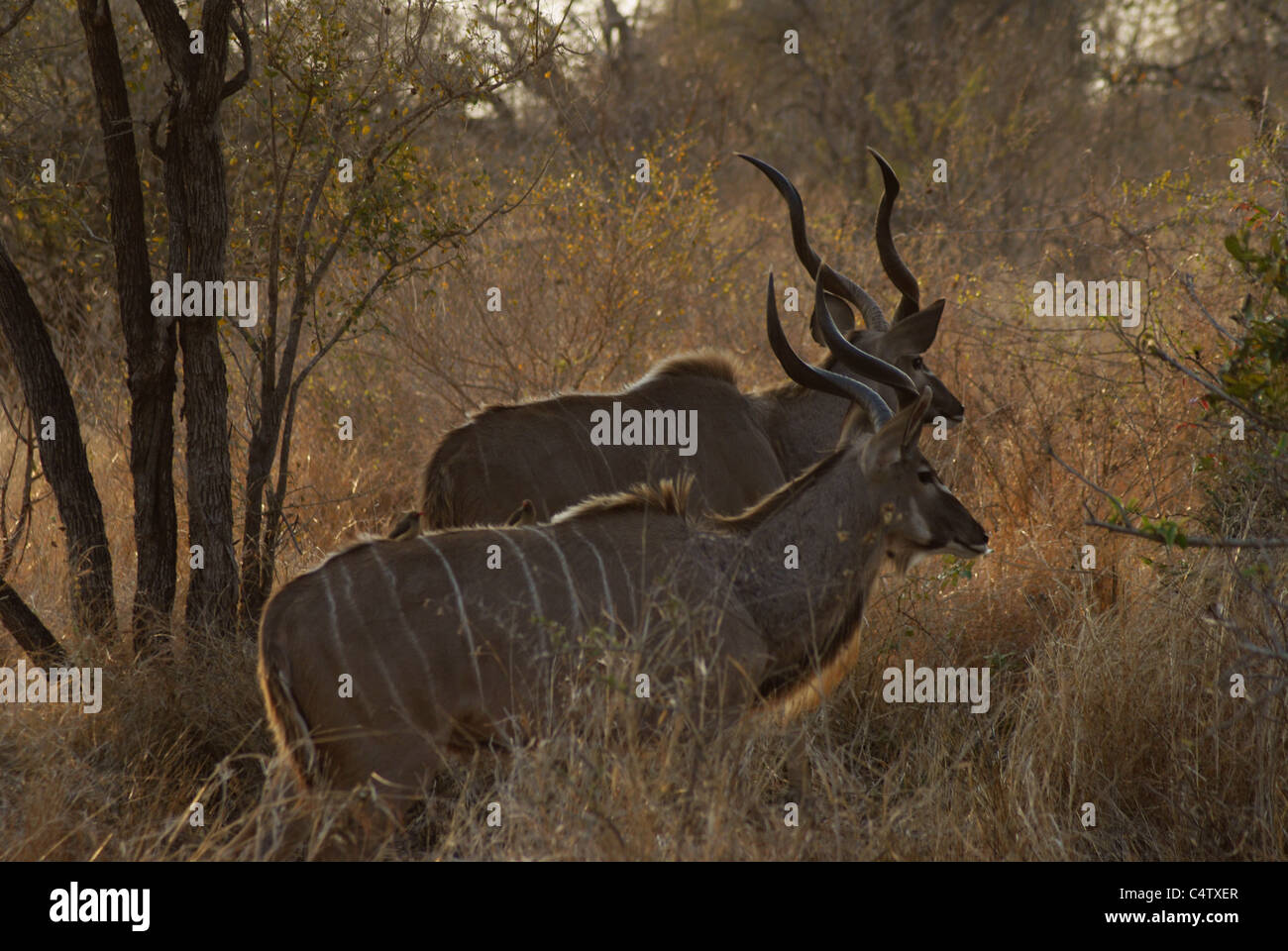 Antilope di Kudu Foto Stock