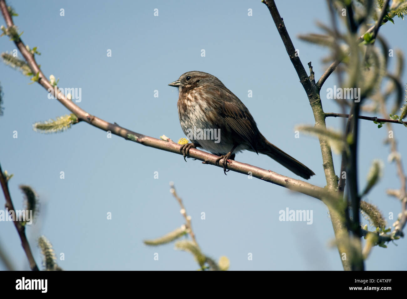 Giovani bird in appoggio sul ramo Foto Stock