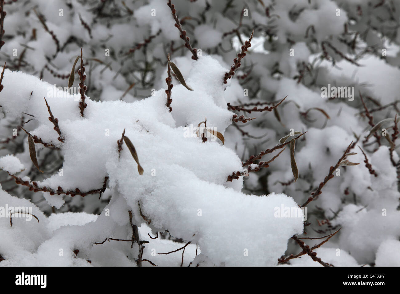Pianta coperta di neve. Foto V.D. Foto Stock