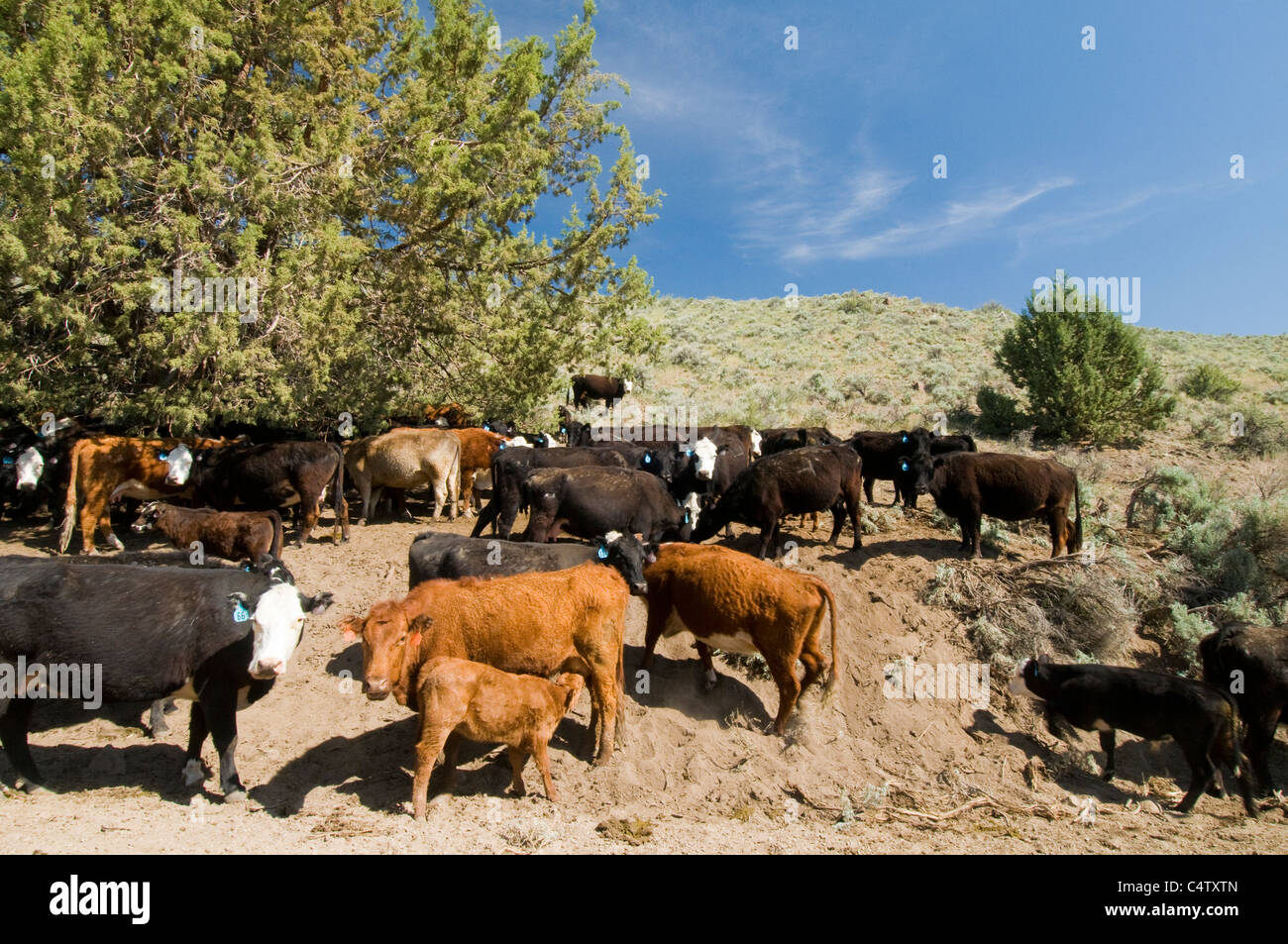 Bestiame eccessivo pascolo su terreni pubblici gestiti dal Bureau of Land Management in SW Idaho Foto Stock