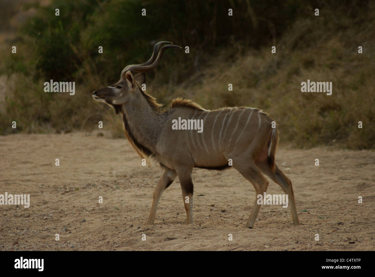 Antilope di Kudu Foto Stock