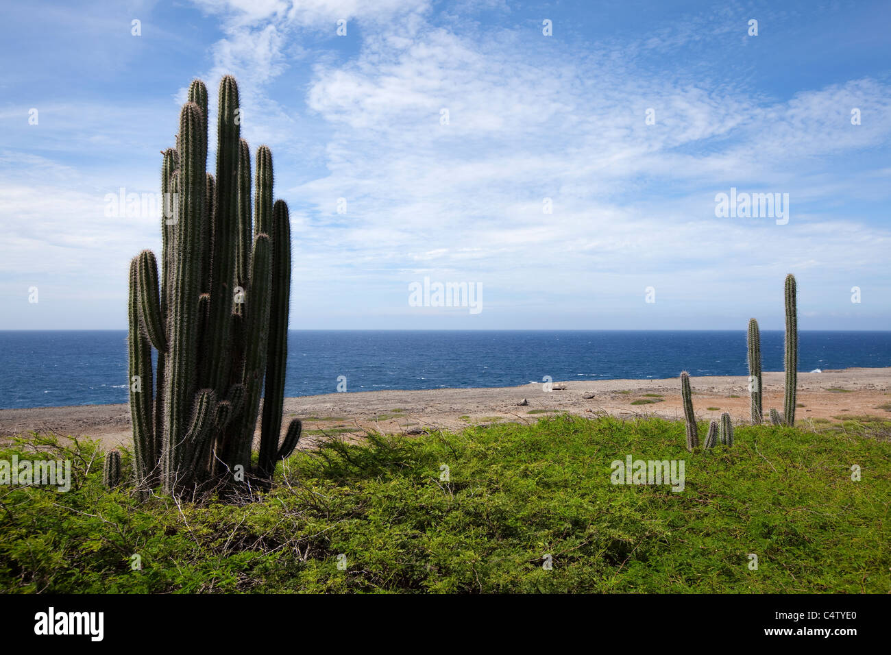 Cactus nel Parco Nazionale Slagbaai di Washington, Bonaire. Foto V.D. Foto Stock