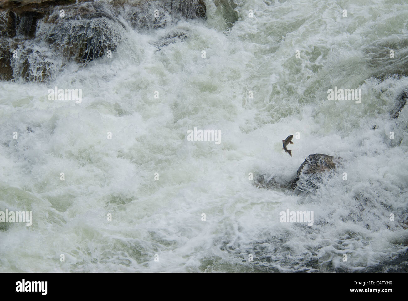 Salmone Chinook jumping cascata Foto Stock