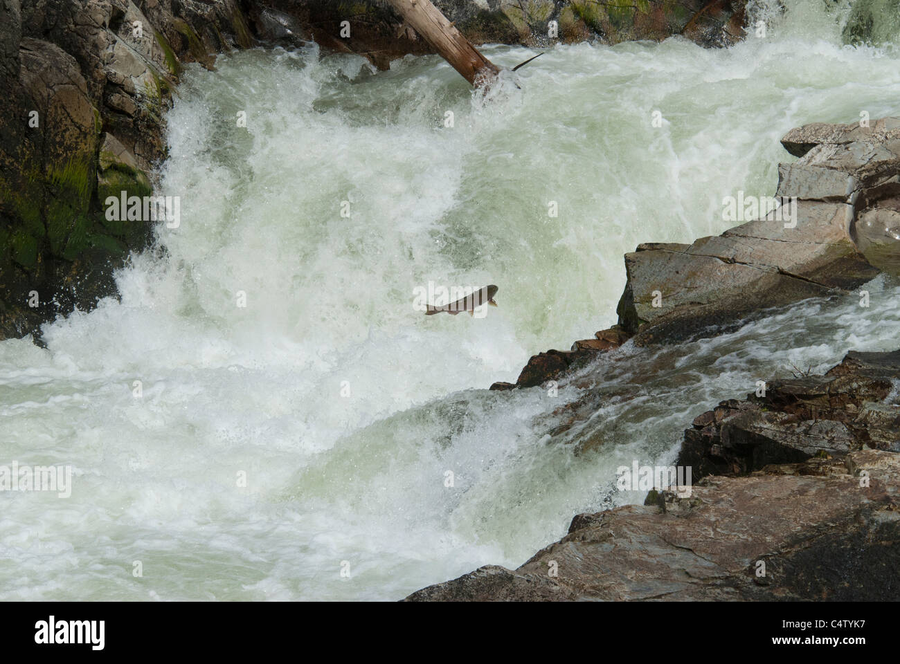 Salmone Chinook jumping cascata Foto Stock Salmone Chinook jumping cascata Foto Stock