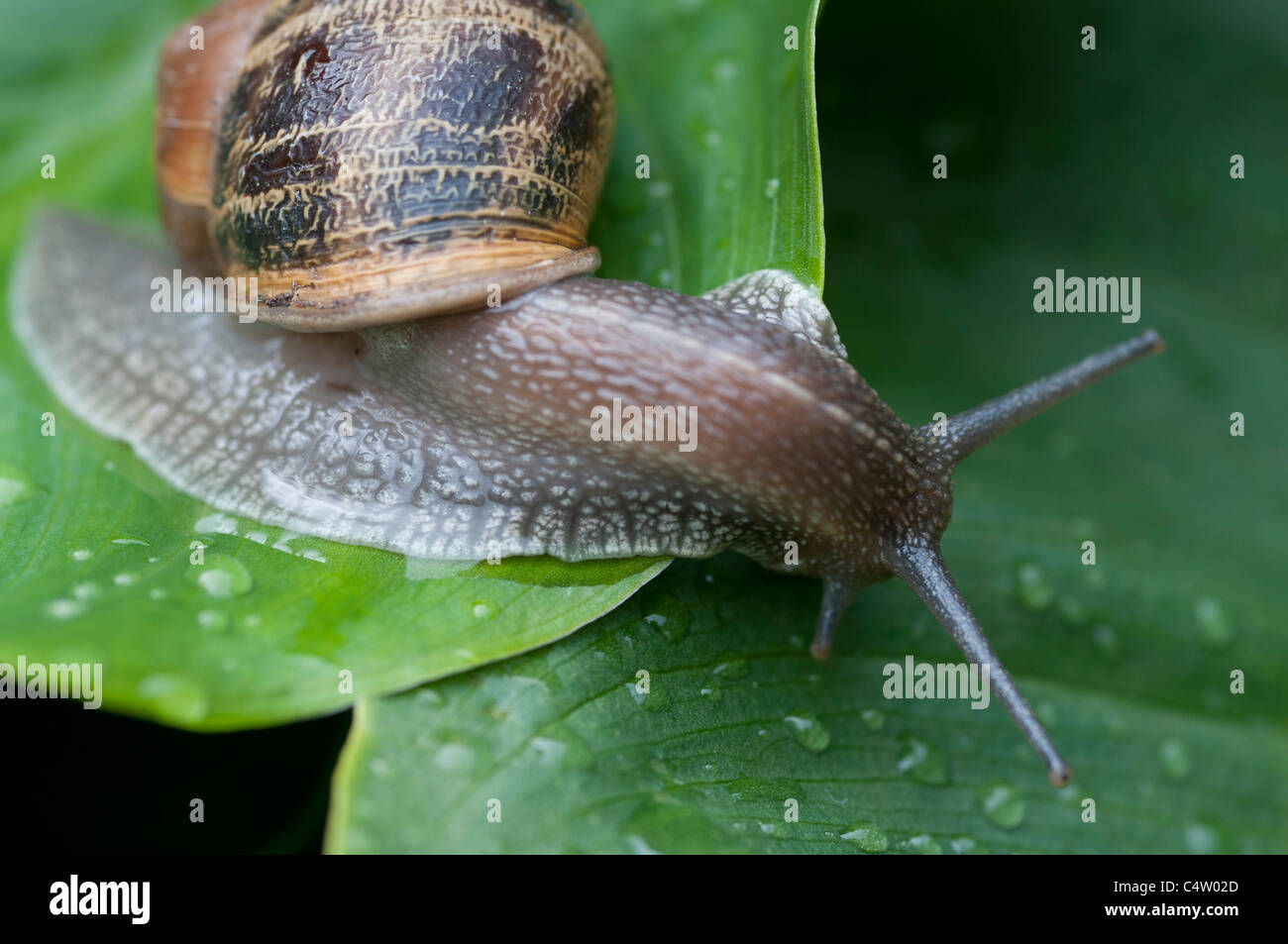 Giardino in comune Snail-Helix Aspersa-close-up,Surrey, Regno Unito Foto Stock