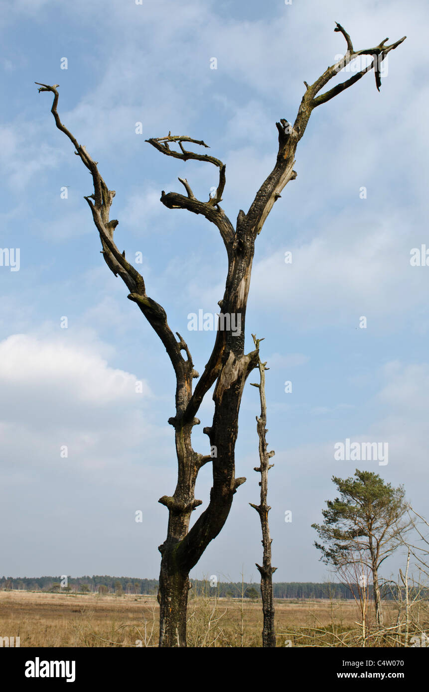 Fire carbonizzati albero comune Thursley Surrey in Inghilterra Regno Unito Foto Stock