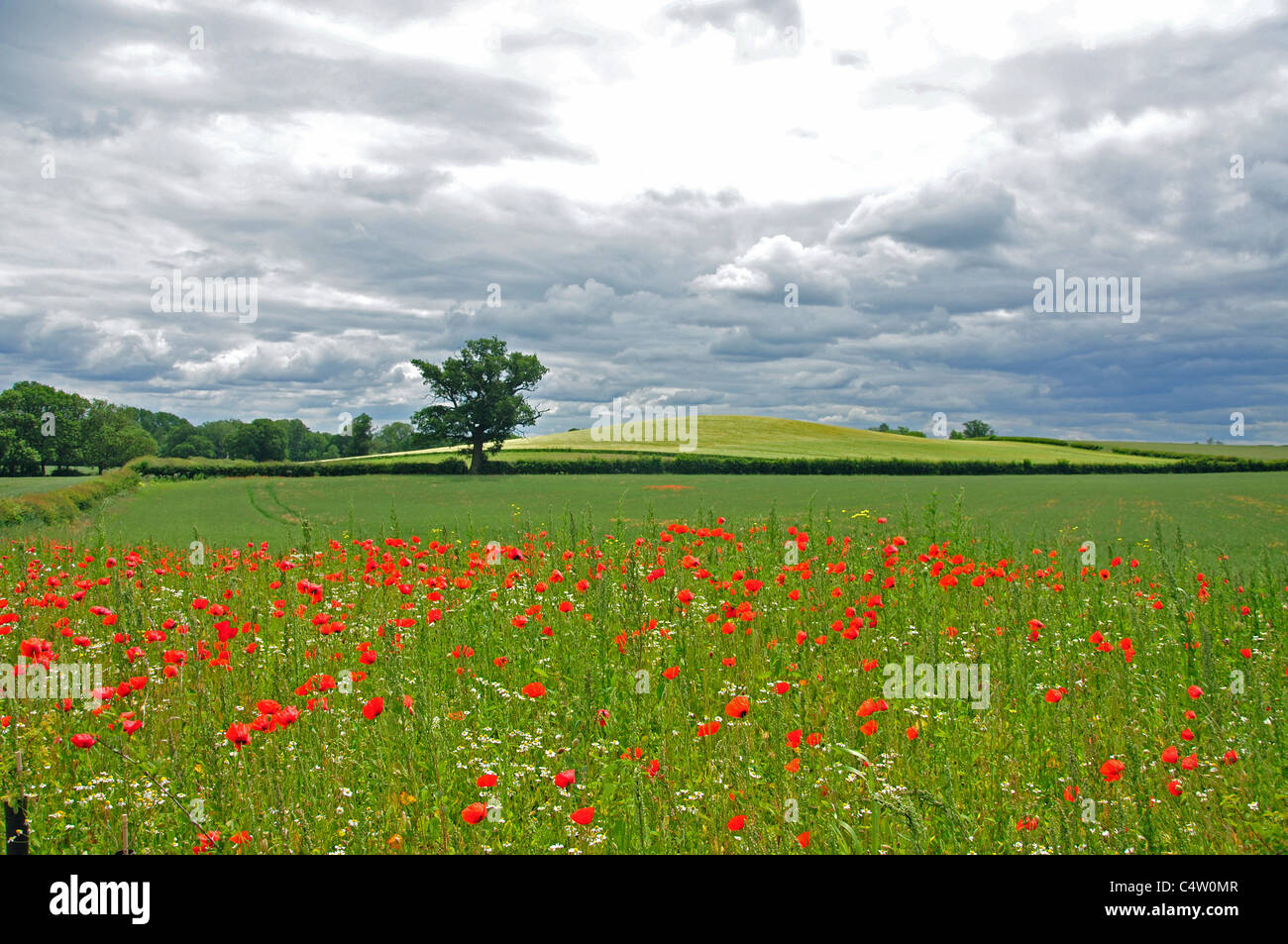 Poppies in campo nei pressi di Bridgnorth, Shropshire, England, Regno Unito Foto Stock