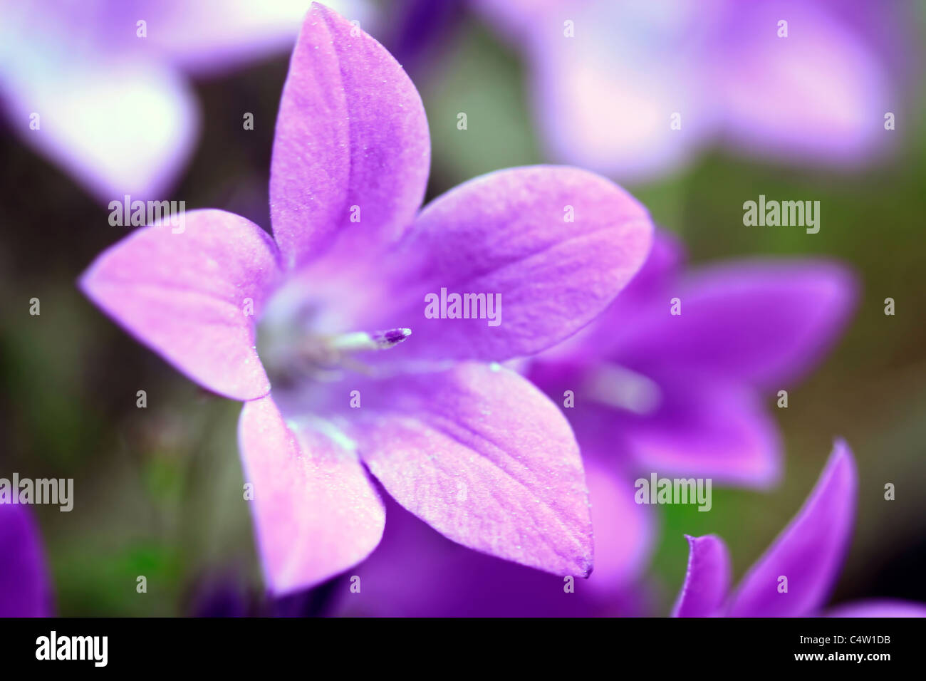 Campanula Portenschlagiana Blue Bell fiori Macro Closeup Foto Stock