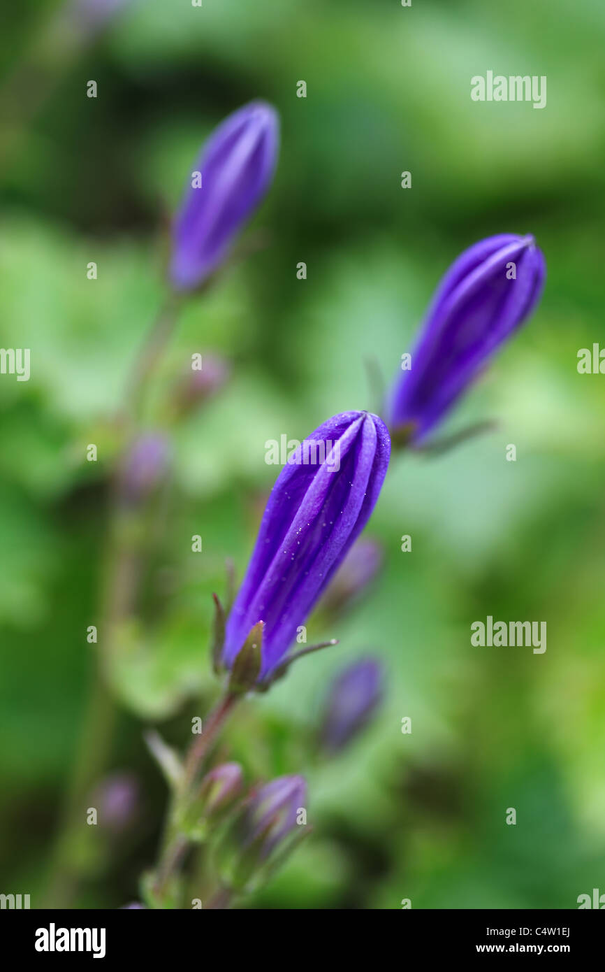 Campanula Portenschlagiana Blue Bell boccioli di fiori Macro Foto Stock