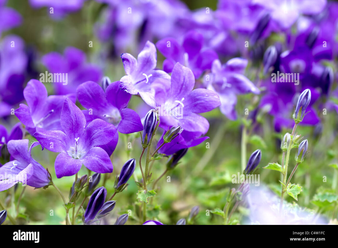 Campanula Portenschlagiana Blue Bell macro di fiori Foto Stock