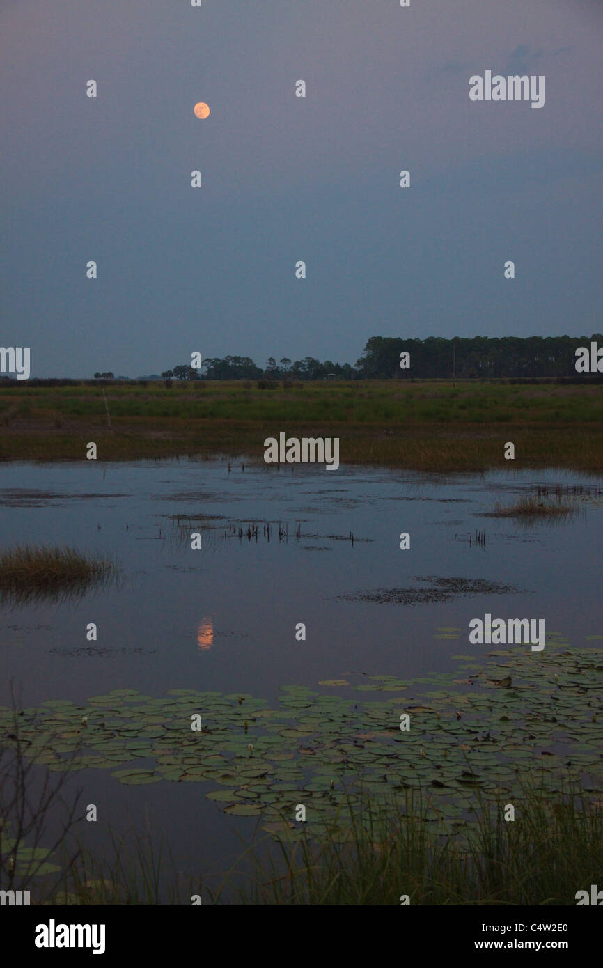 Full Moon Rising su marsh in St Marks National Wildlife Refuge, Florida, Stati Uniti d'America Foto Stock