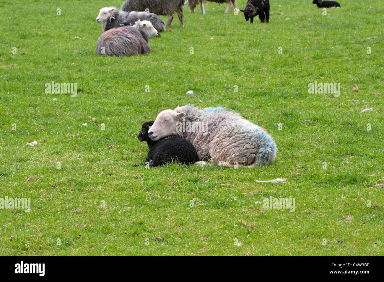 Herdwick pecore, Cumbria. Pecora in appoggio il suo mento sul suo agnello. Foto Stock