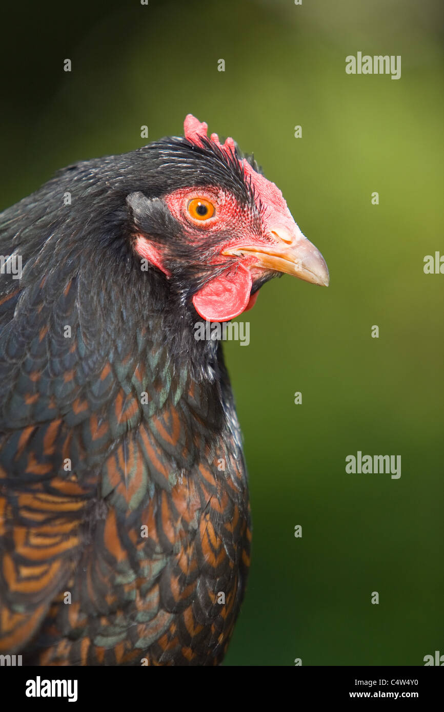 Una chiusura di un colore marrone scuro il pollo della testa e del collo Foto Stock