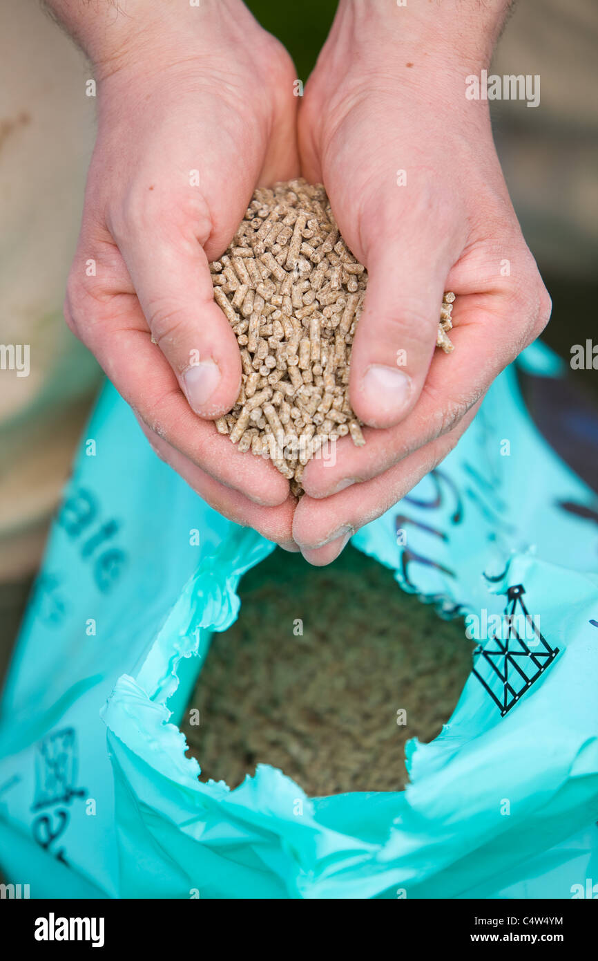 Un uomo con le mani in mano azienda alimentare di pollo pellet al di sopra di un sacchetto aperto di cibo Foto Stock