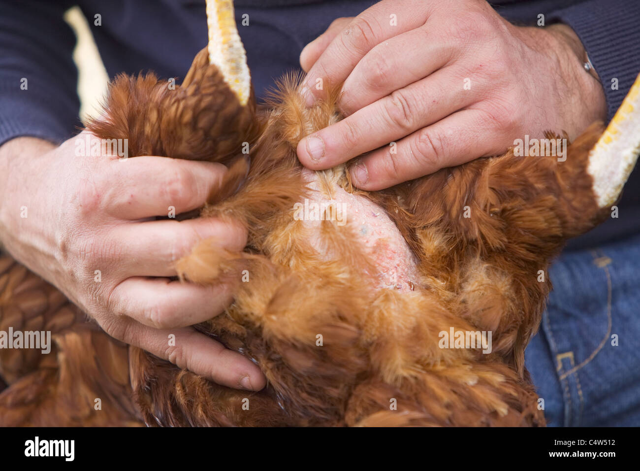 Controllare lo stato di un pollo pelle per assicurarsi che si tratta di un sano e felice bird e libera da lice Foto Stock