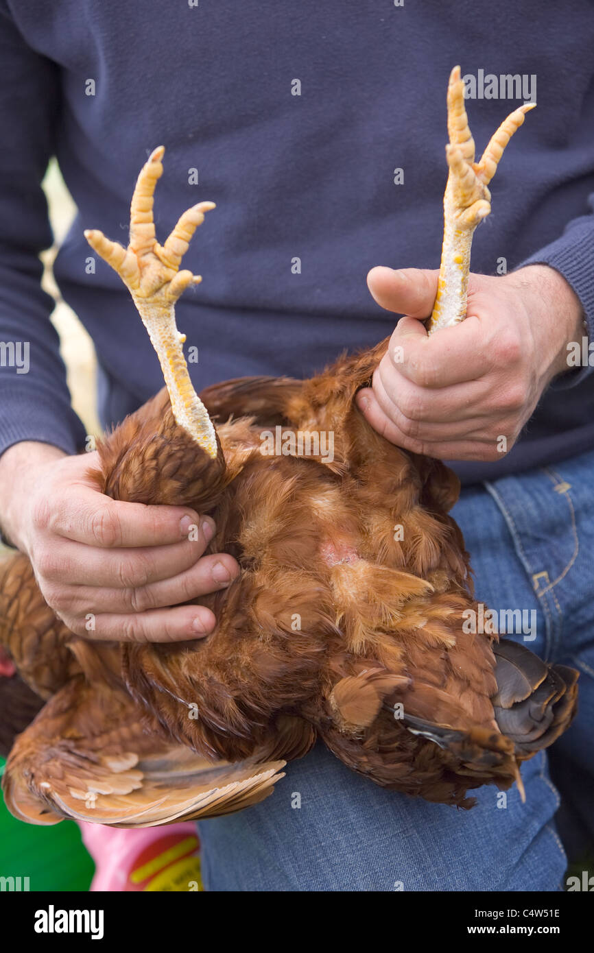 Controllare lo stato di un pollo pelle per assicurarsi che si tratta di un sano e felice bird e libera da lice Foto Stock