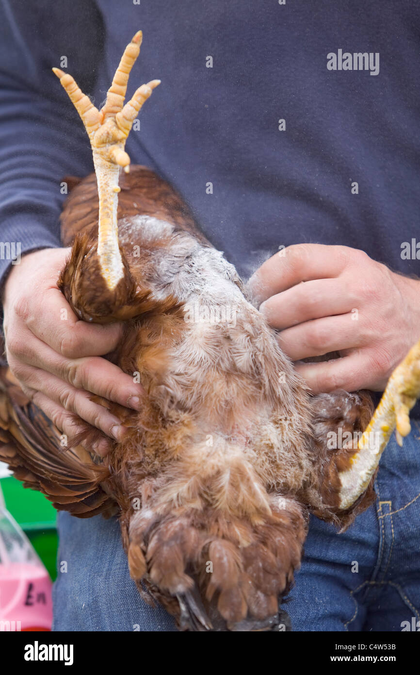 Applicazione di pidocchio in polvere a un pollo per accertarsi che sia libera da parassiti e viene mantenuta felice e sano Foto Stock