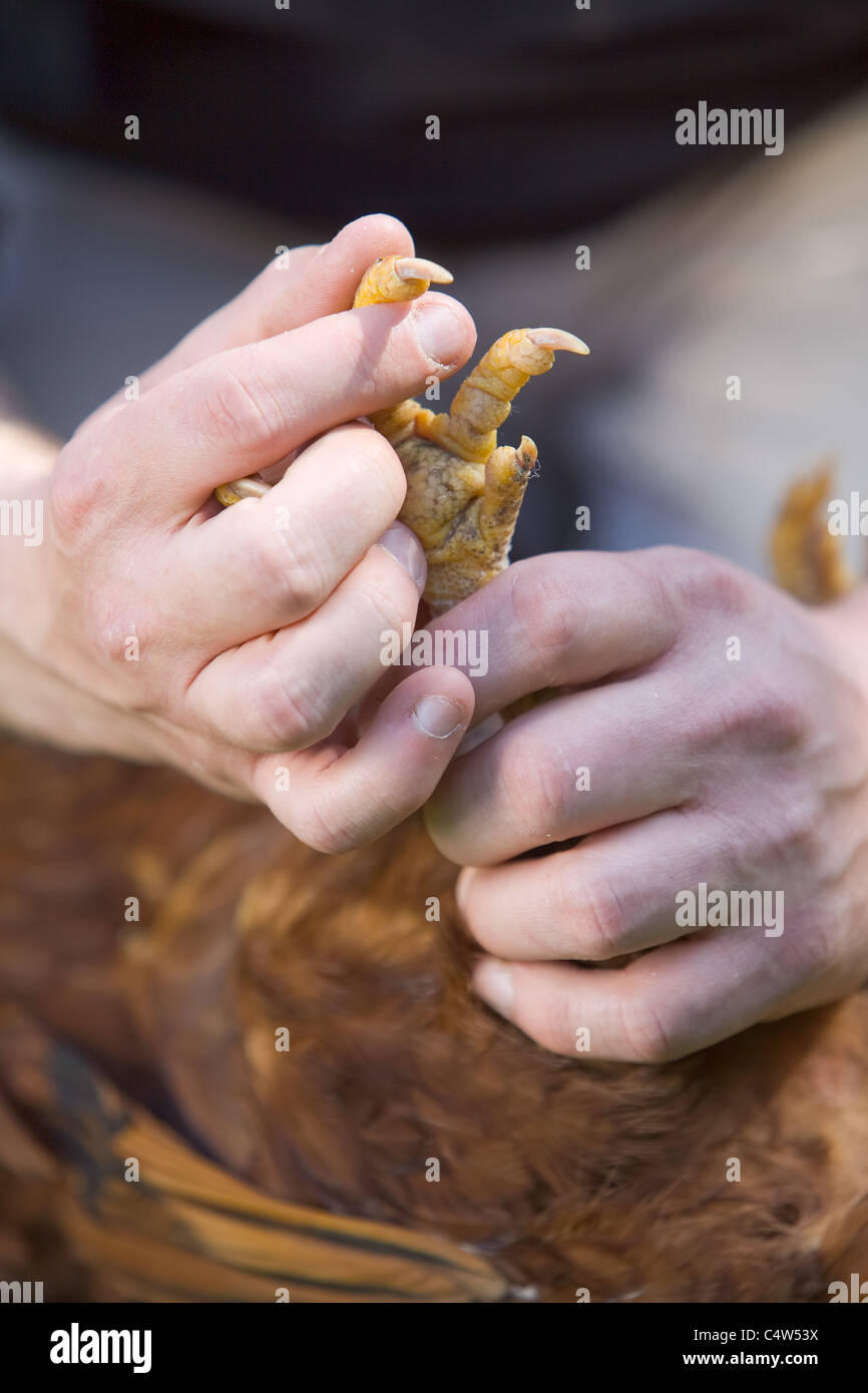 Controllare lo stato di un pollo di griffe per assicurarsi che sia un sano e felice uccello Foto Stock