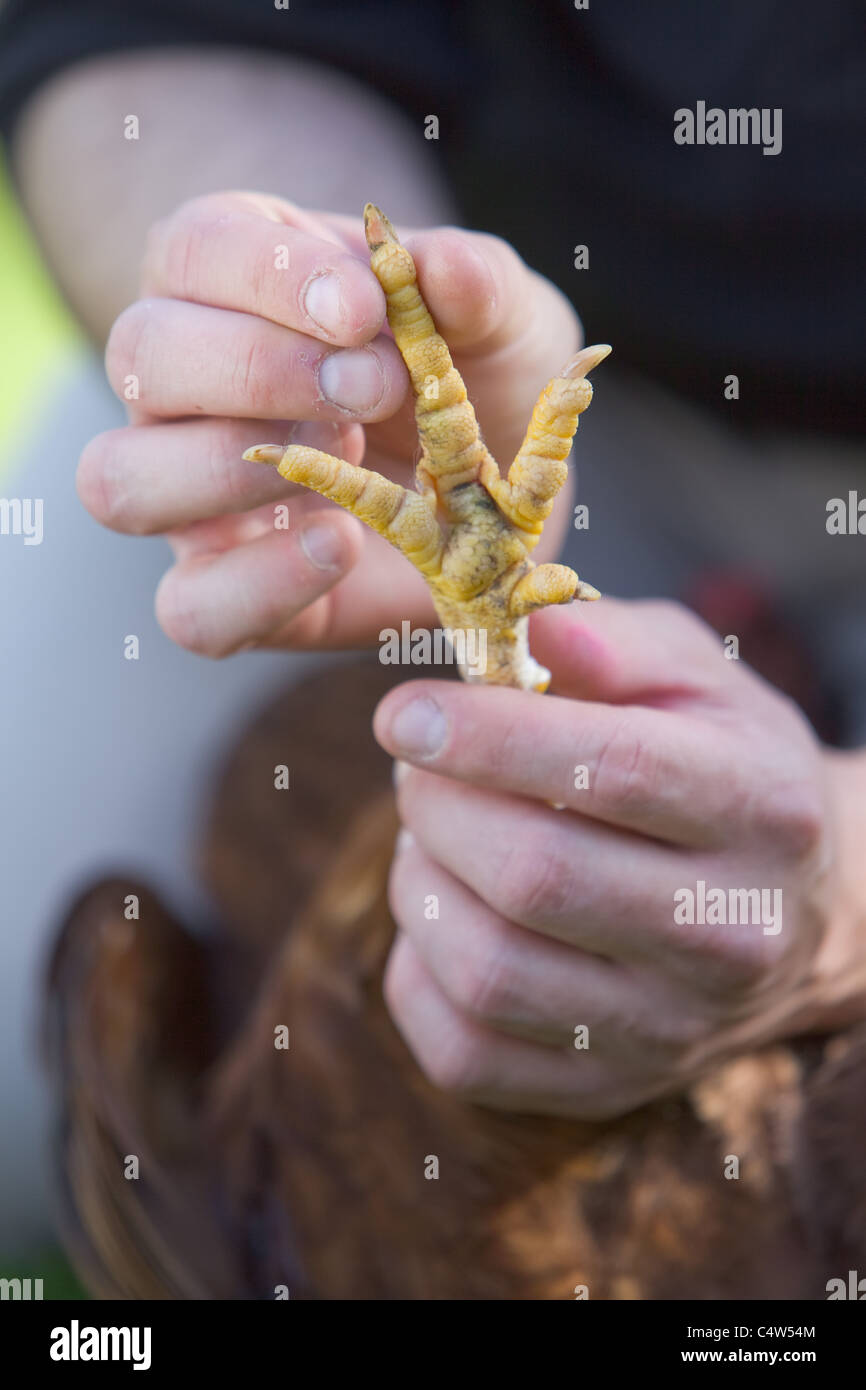 Controllare lo stato di un pollo di griffe per assicurarsi che sia un sano e felice uccello Foto Stock