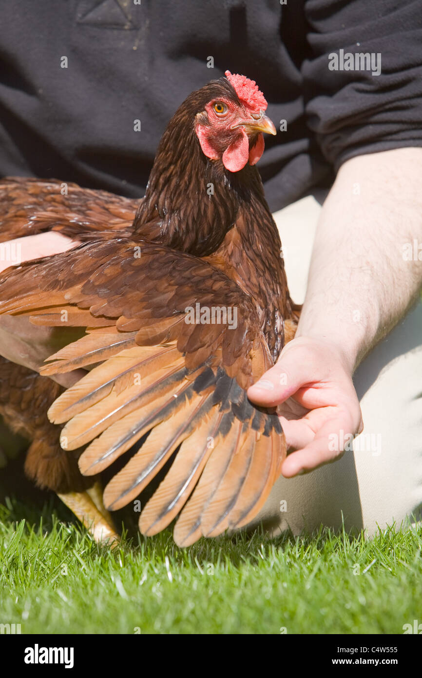 Controllare lo stato di un pollo è ala e piume per assicurarsi che sia un sano e felice uccello Foto Stock