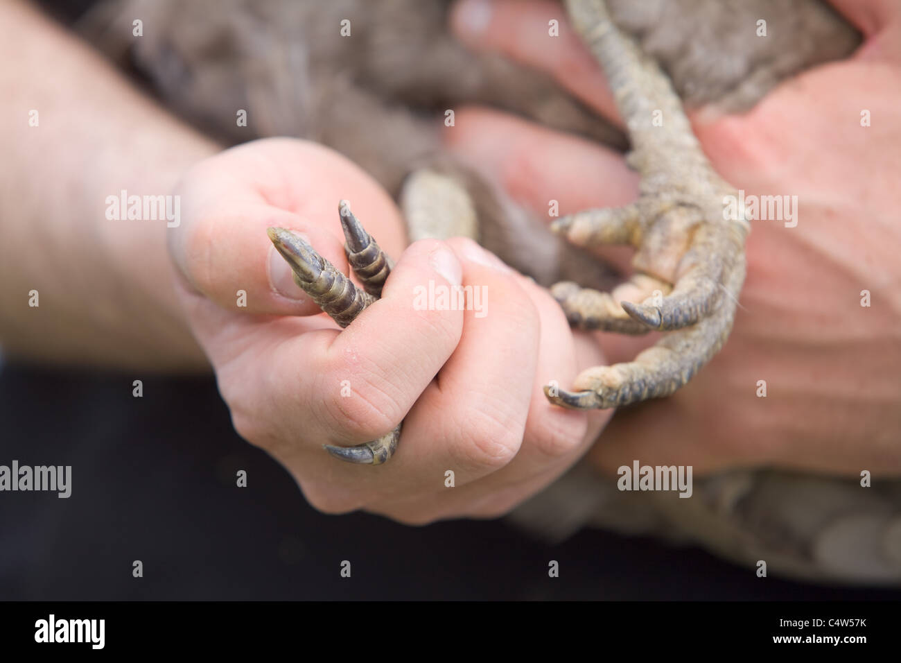 Controllare lo stato di un pollo di griffe per assicurarsi che sia un sano e felice uccello Foto Stock