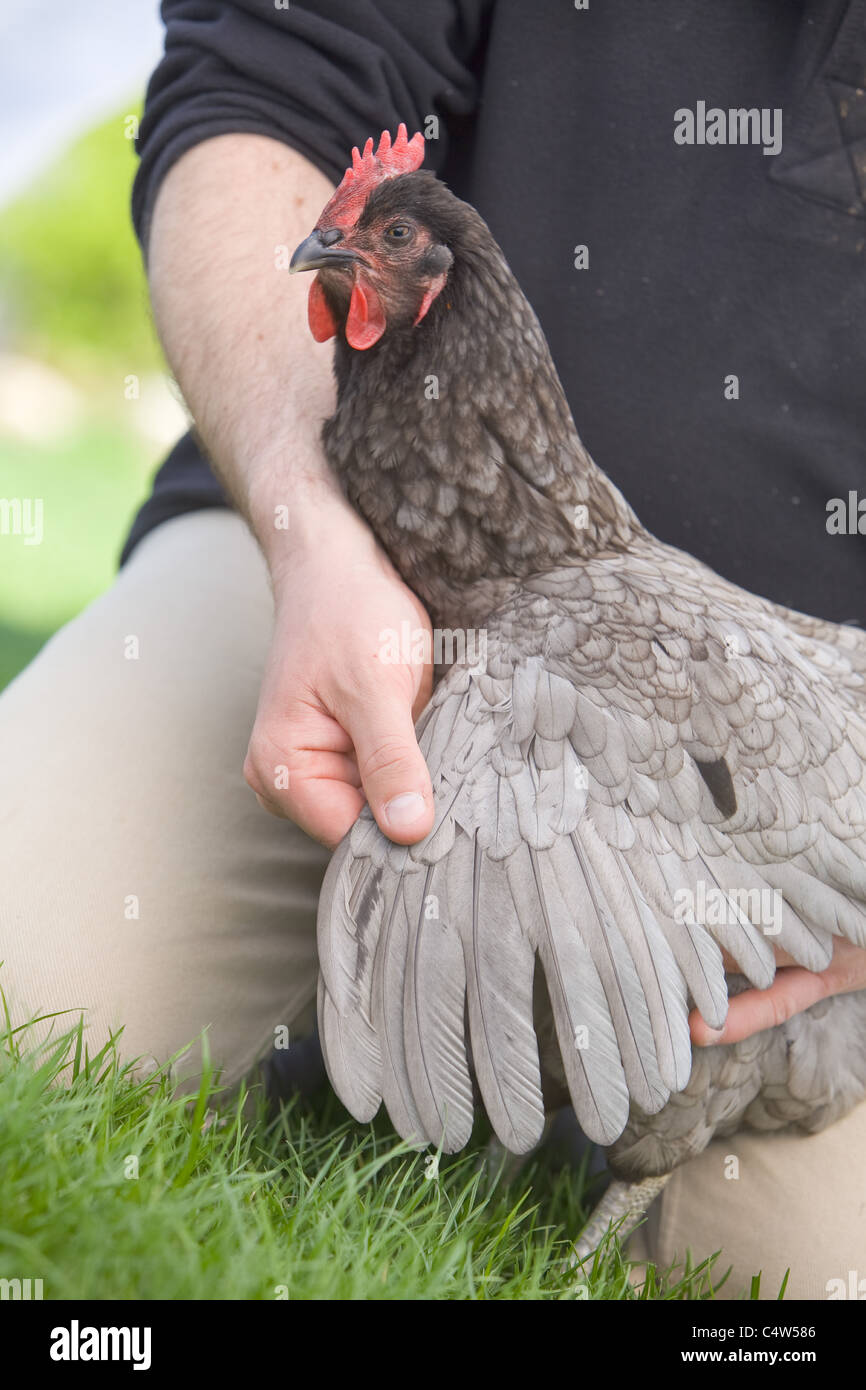 Controllare lo stato di un pollo è ala e piume per assicurarsi che sia un sano e felice uccello Foto Stock