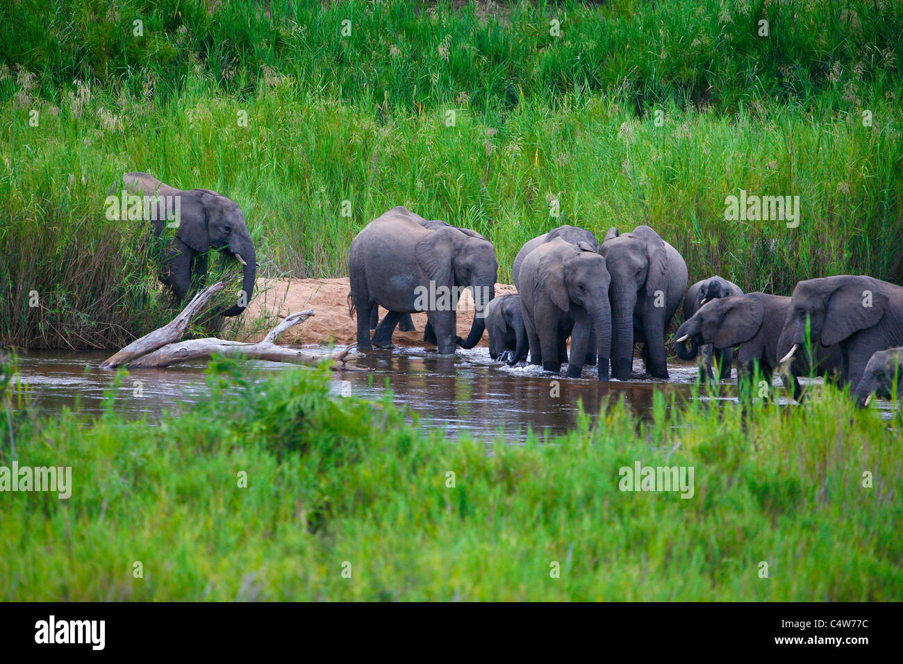 Elefante africano (Loxodonta africana) Allevamento di bere nel Fiume Sabie, Kruger National Park, Sud Africa Foto Stock