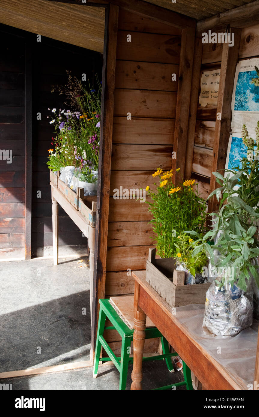 Impianti per la vendita di piante di vivaio shop - nota il giornale riciclata vasi per piante - a casa Herterton, Northumberland, Regno Unito. Foto Stock