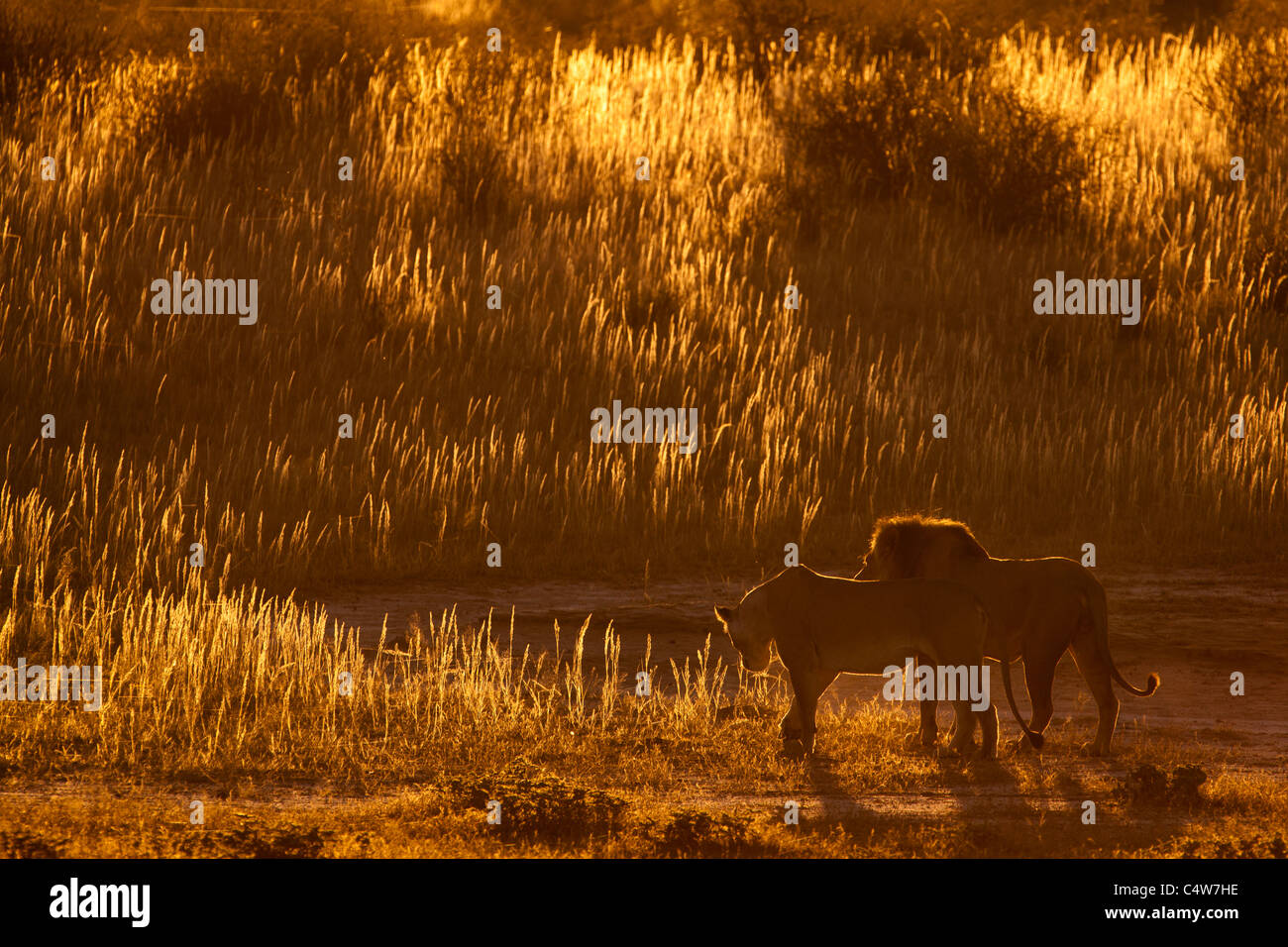 Due leoni (Panthera Leo) passeggiare al sole del mattino nel Kgalagadi Transfontier Park, Sud Africa Foto Stock