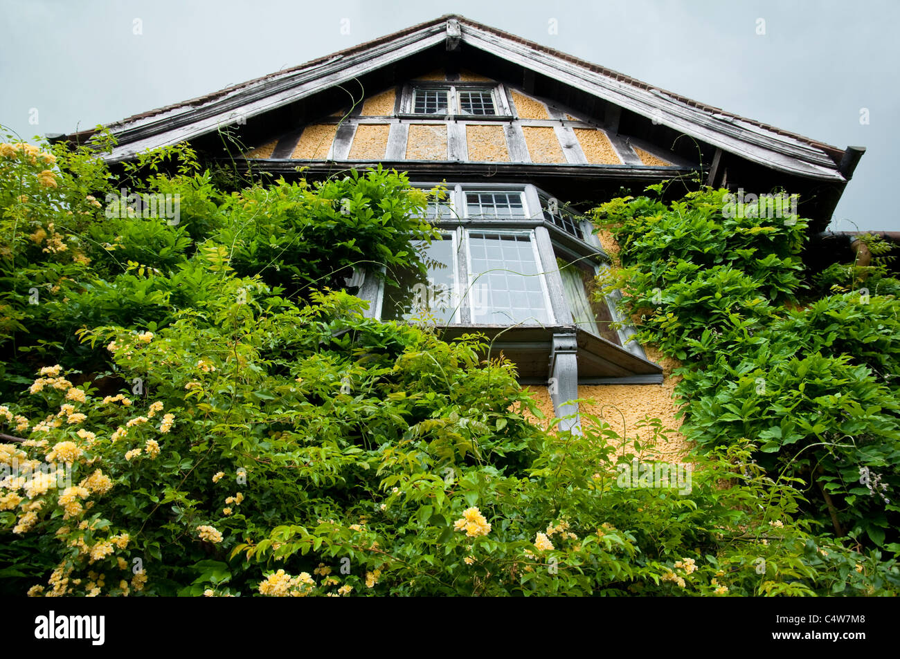 Rosa gialla ( Rosa banksiae Lutea "' ) e Wisteria - arrampicata fino alla parete della casa principale a massa Bryans, Herefordshire, UK. Foto Stock