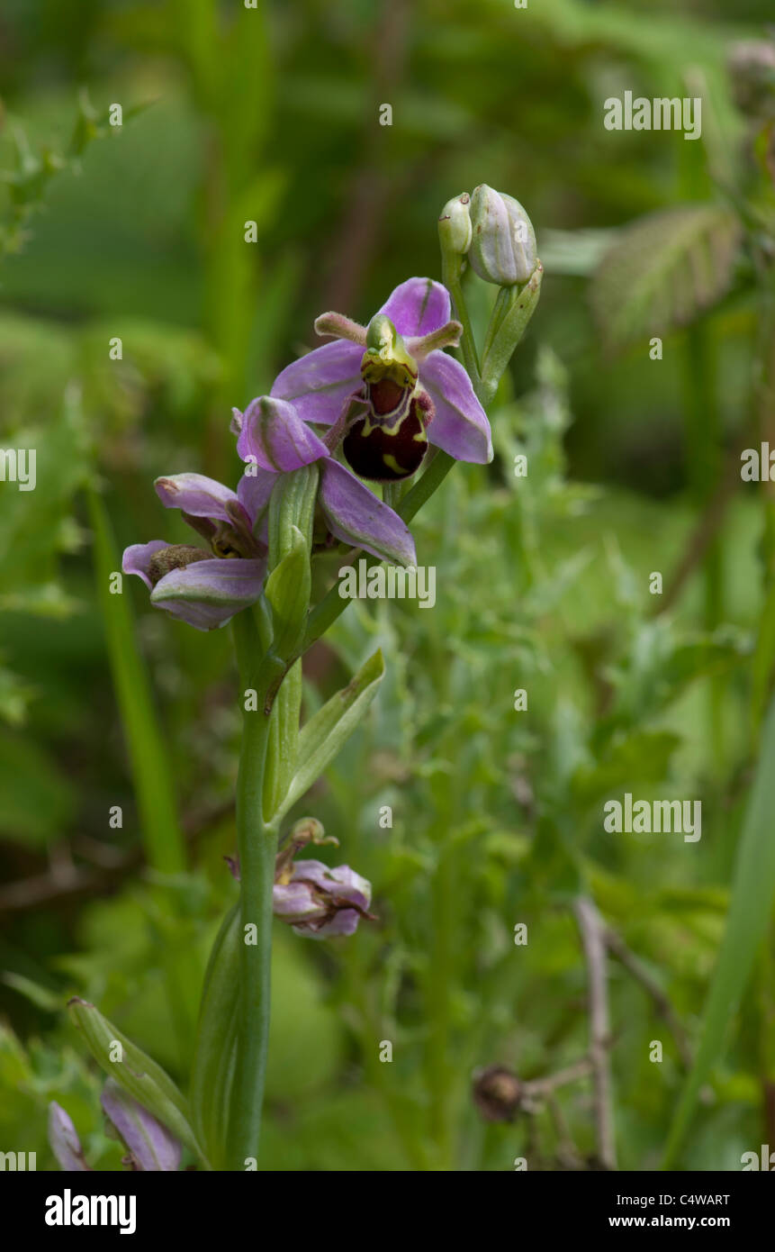 Bee Orchid che crescono in una zona di erba ruvida e erbe aromatiche, Caergeiliog, Anglesey, Galles, UK. Foto Stock