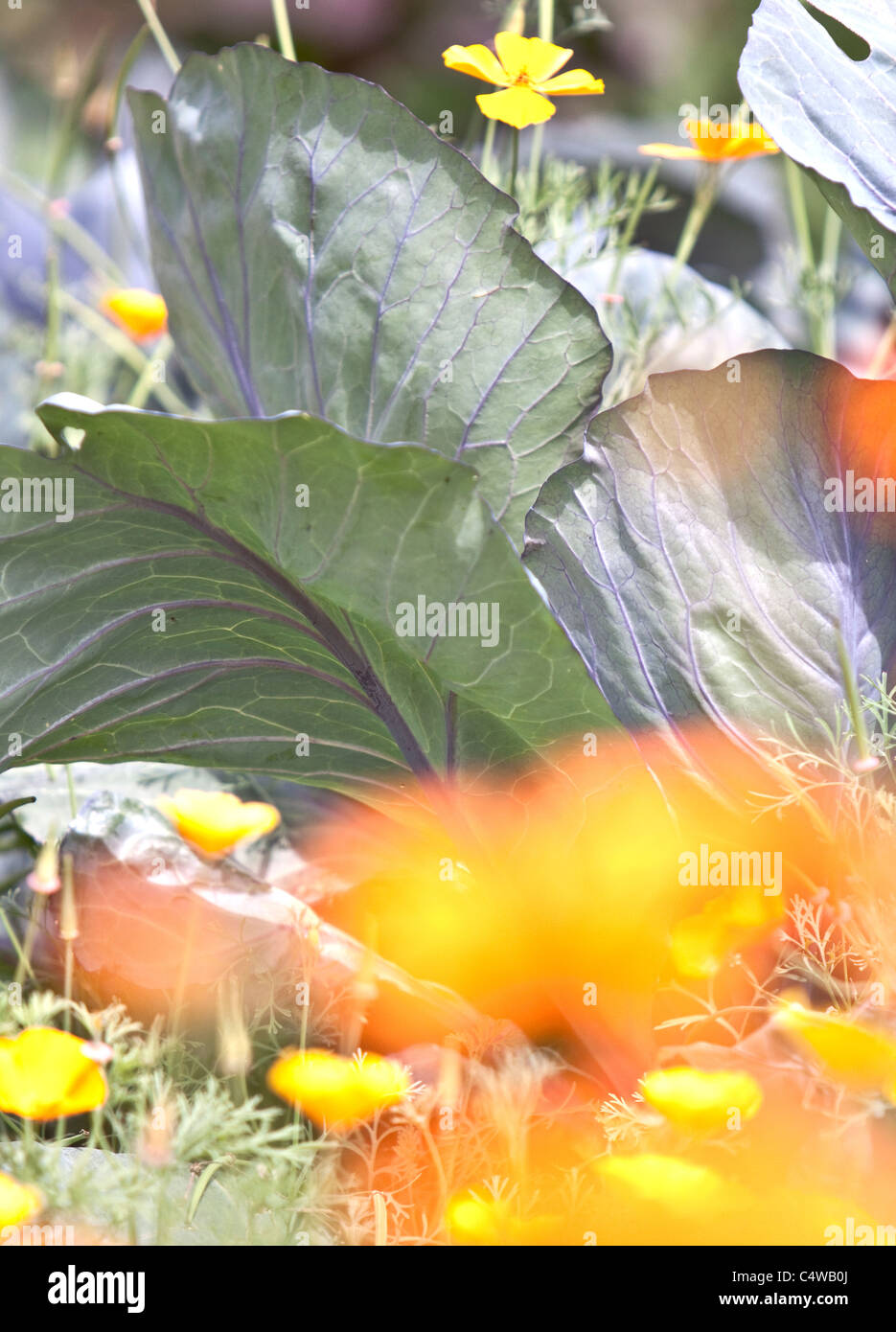 Le calendule e il cavolo in un orto, England, Regno Unito Foto Stock