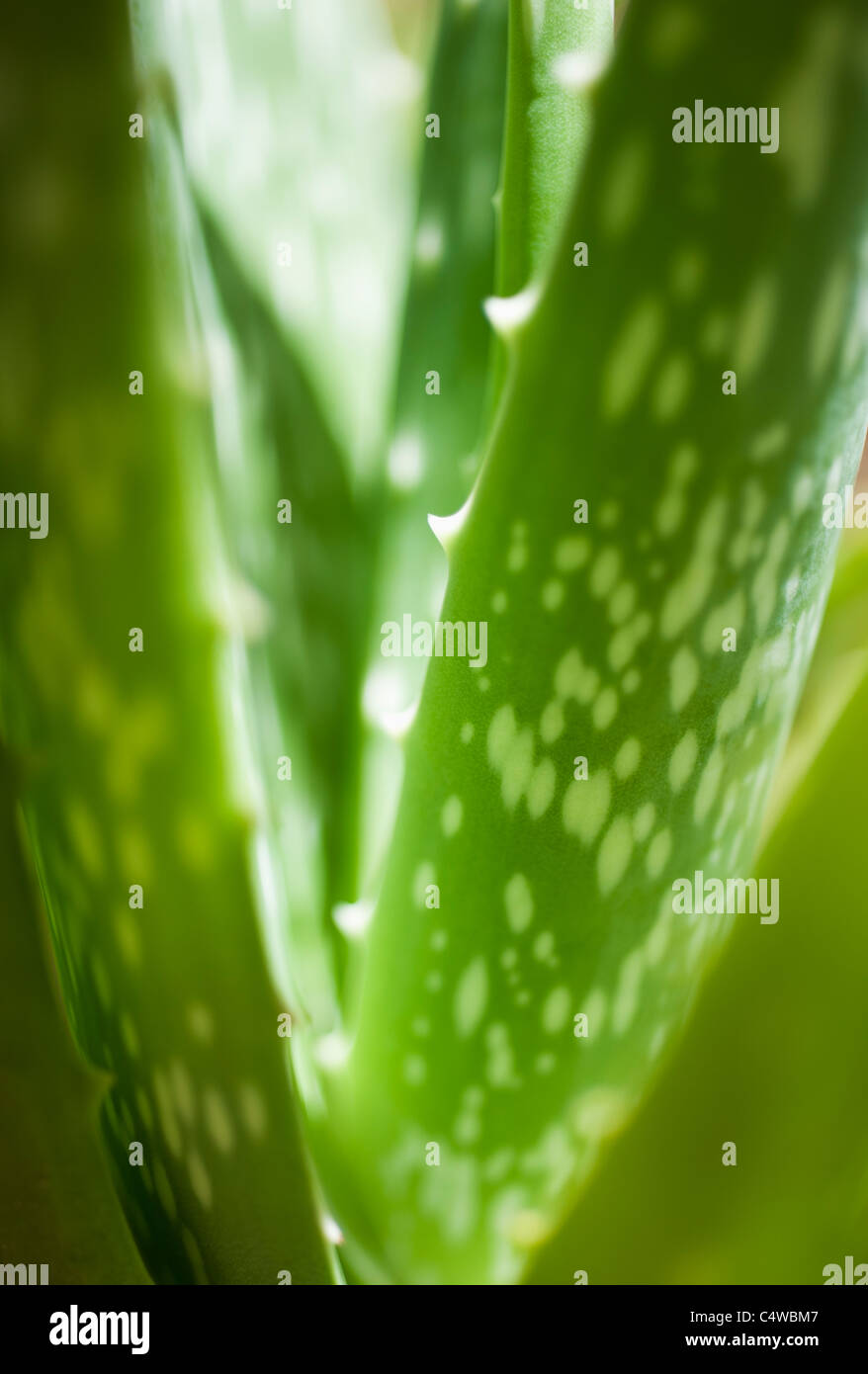 Puerto Rico, aloe vera pianta Foto Stock