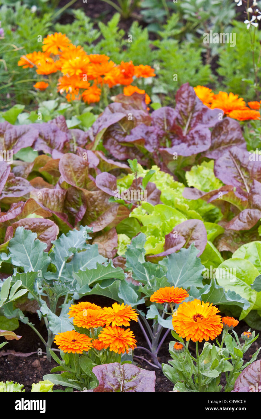 Le calendule in letto di verdure, England.UK Foto Stock