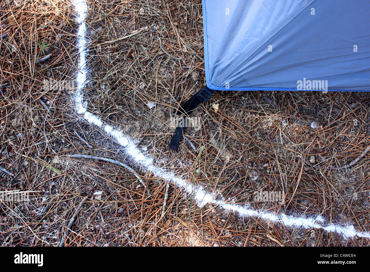 Polvere spruzzata al di fuori di una tenda per uccidere le formiche. Foto Stock