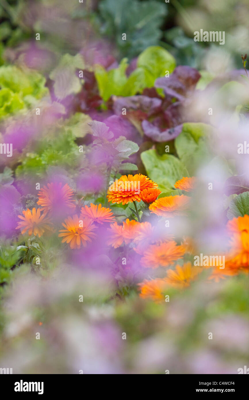 Le calendule in letto di verdure, England.UK Foto Stock