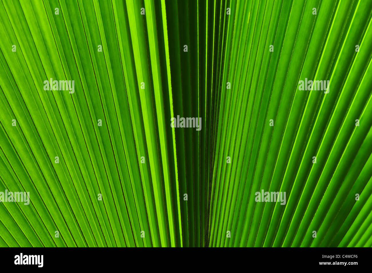 Estrema vista ravvicinata di verde foglia tropicale Foto Stock