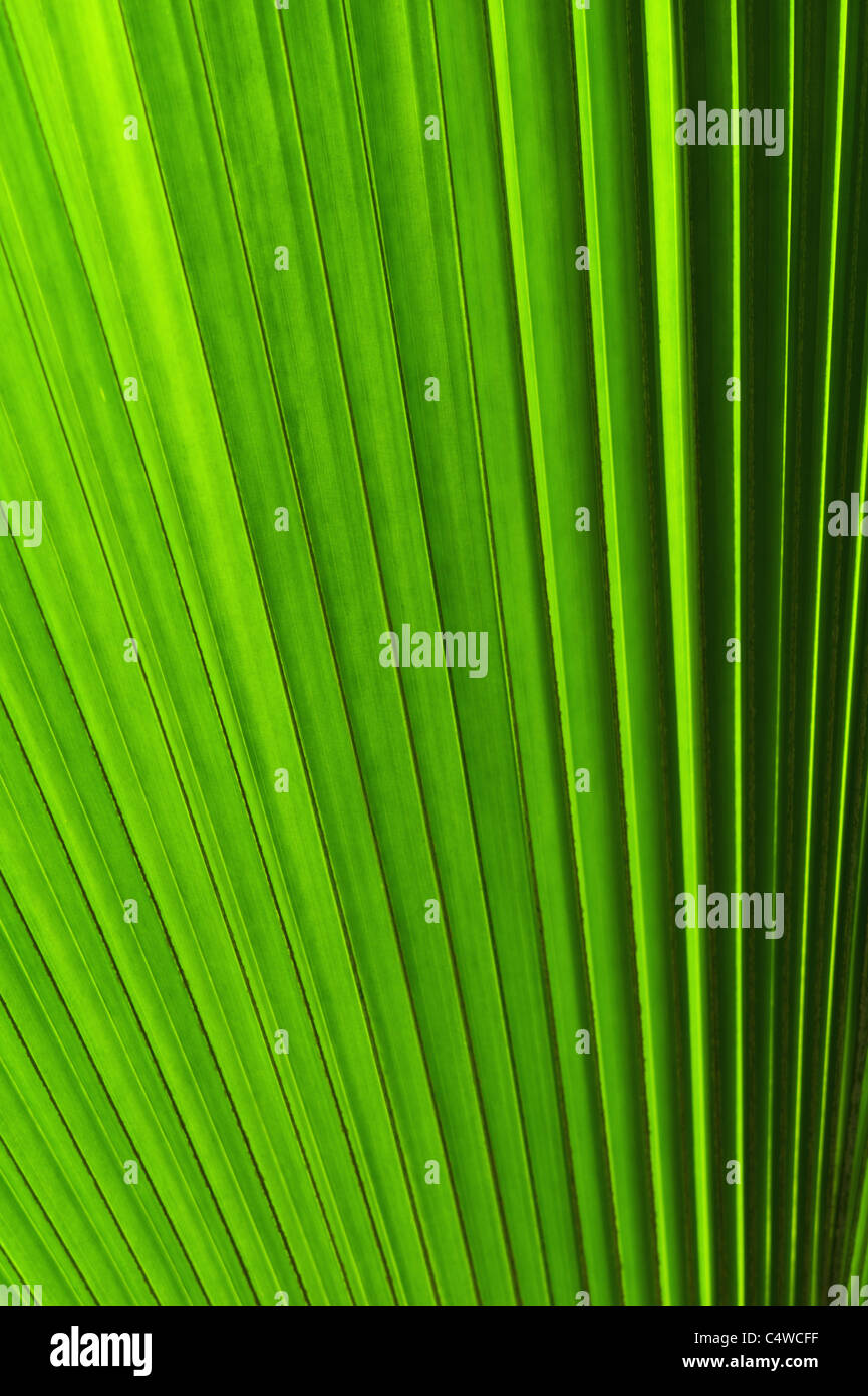 Estrema vista ravvicinata di verde foglia tropicale Foto Stock