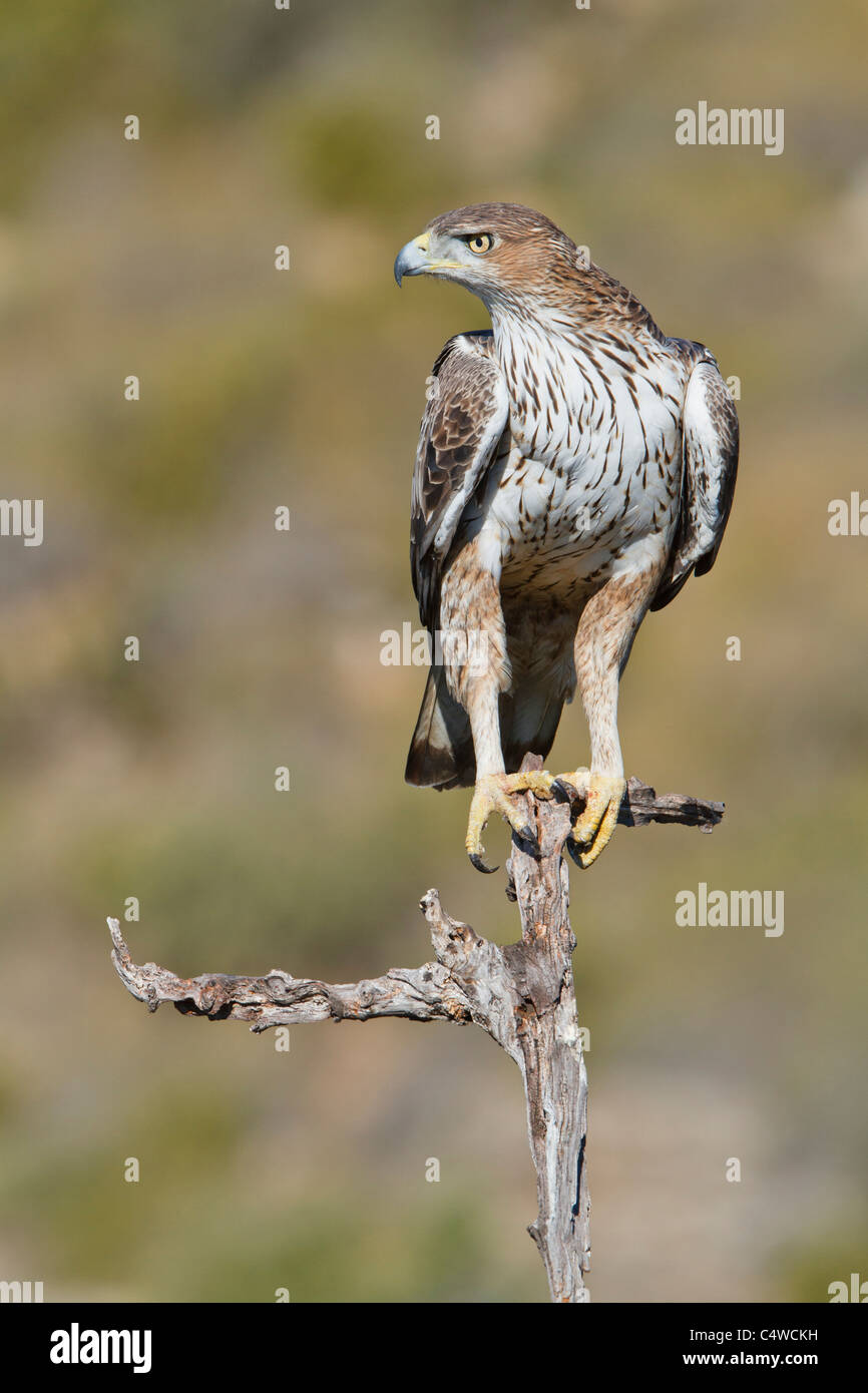 L'aquila del bonelli (Hieraaetus fasciatus) adulto, Comunità Valenciana, Spagna Foto Stock