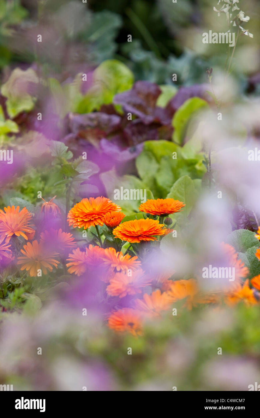 Le calendule in letto di verdure, England.UK Foto Stock