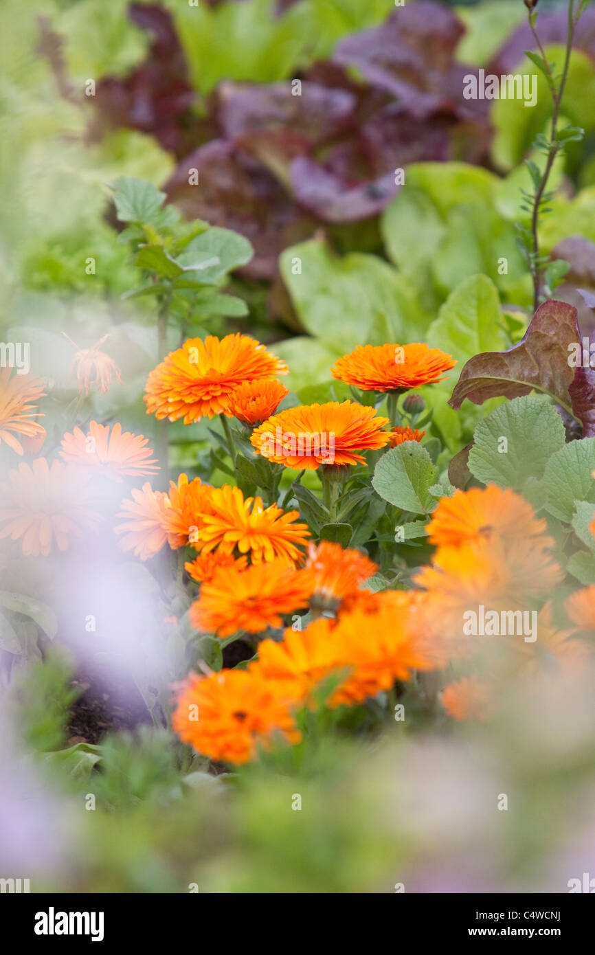 Le calendule in letto di verdure, England, Regno Unito Foto Stock