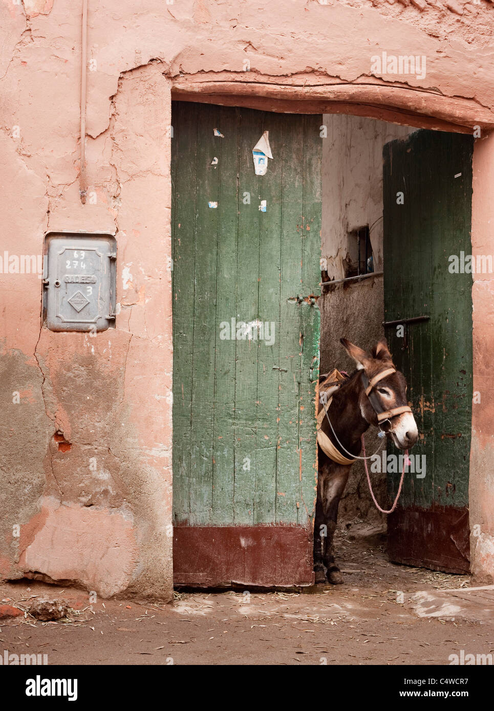 Un asino guarda il mondo da una porta in città vecchia Medina. Marrakech, Marocco. Foto Stock