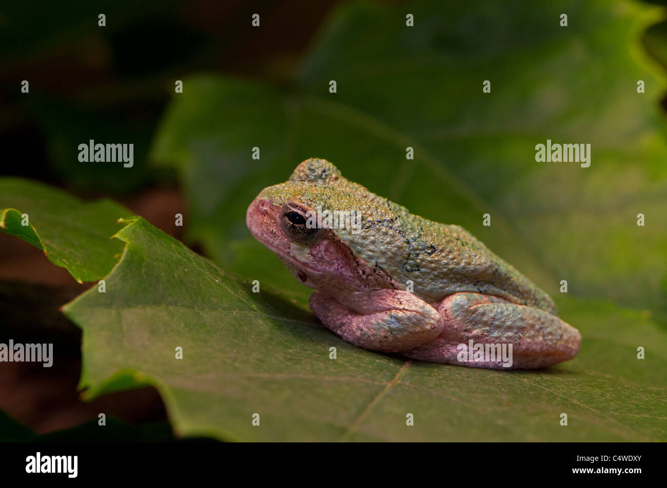 Una vista di un Gray Treefrog. Foto Stock
