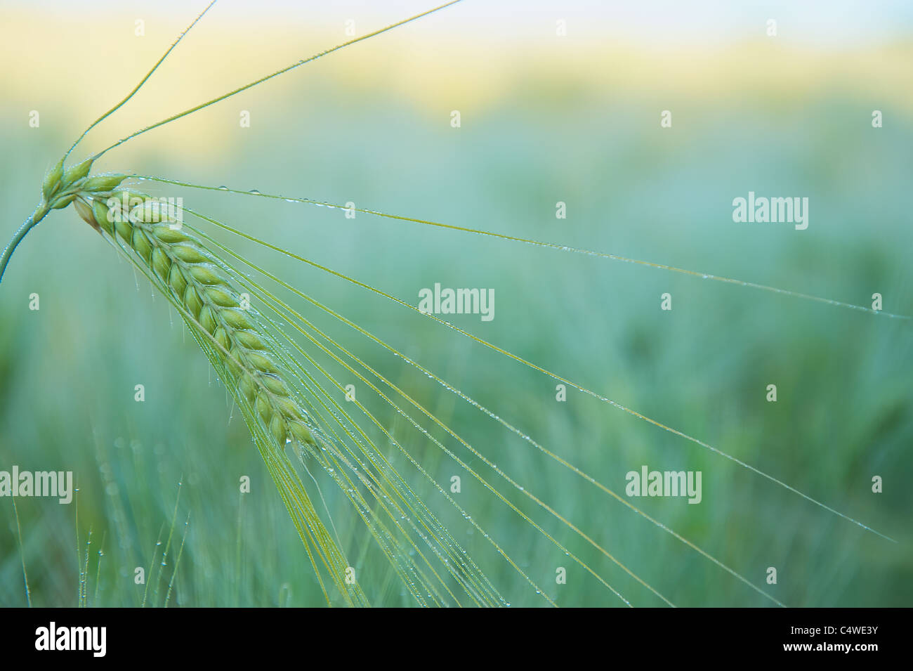 Orecchio di orzo (Hordeum vulgare) nella luce del mattino sul campo Foto Stock