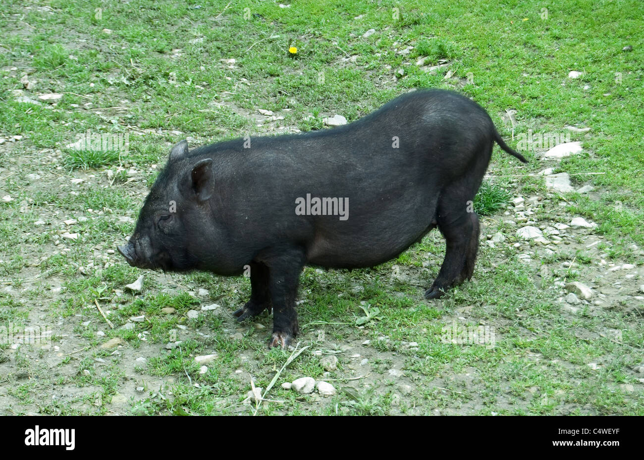Maiale nero è su un pascolo Foto Stock