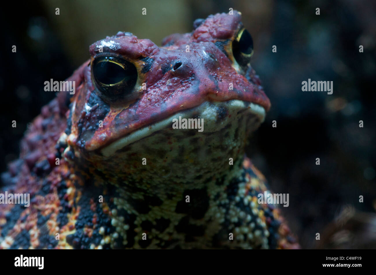Close-up di un rospo americano. Foto Stock