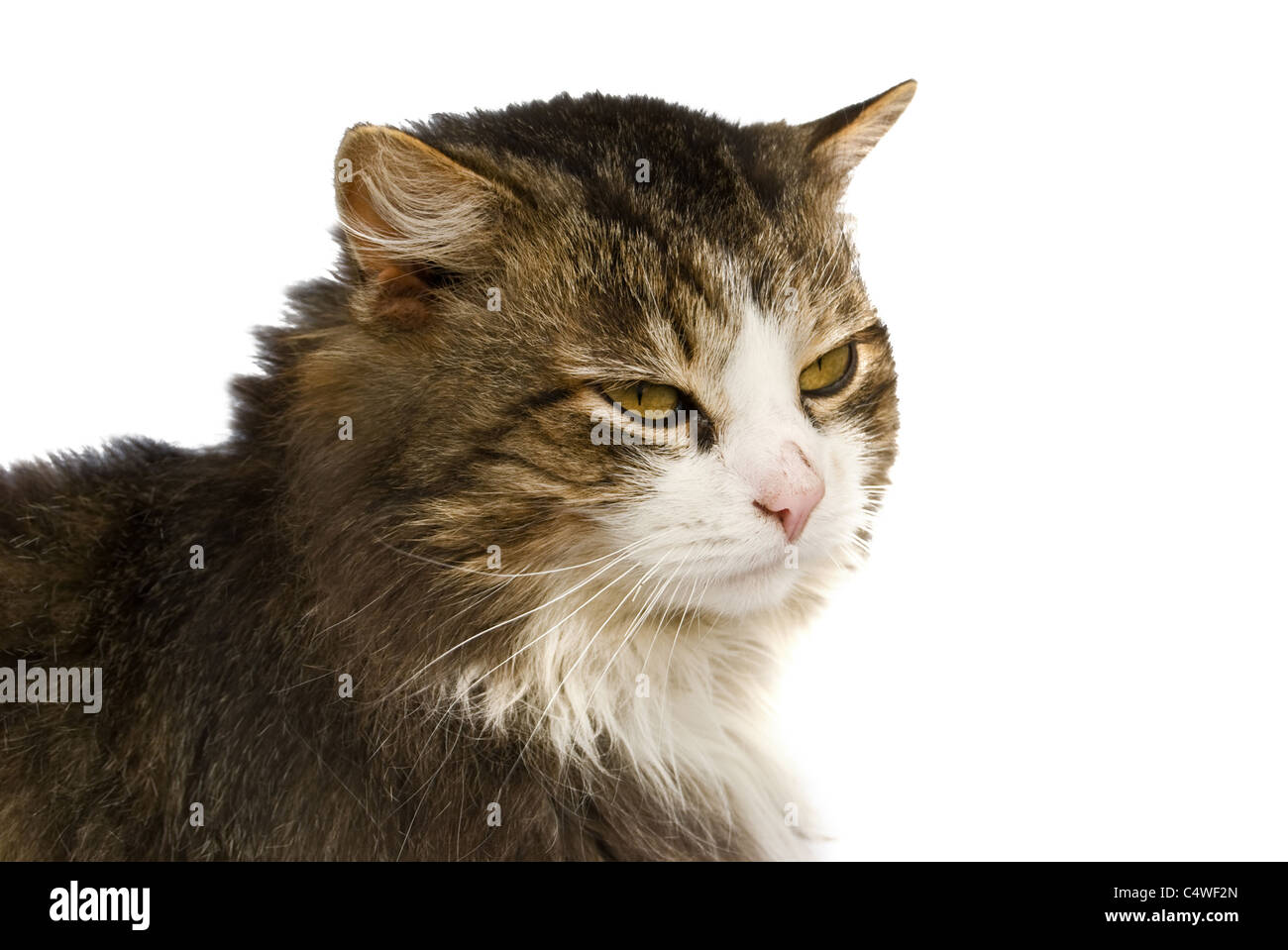 Un purosangue cat è isolato su sfondo bianco Foto Stock